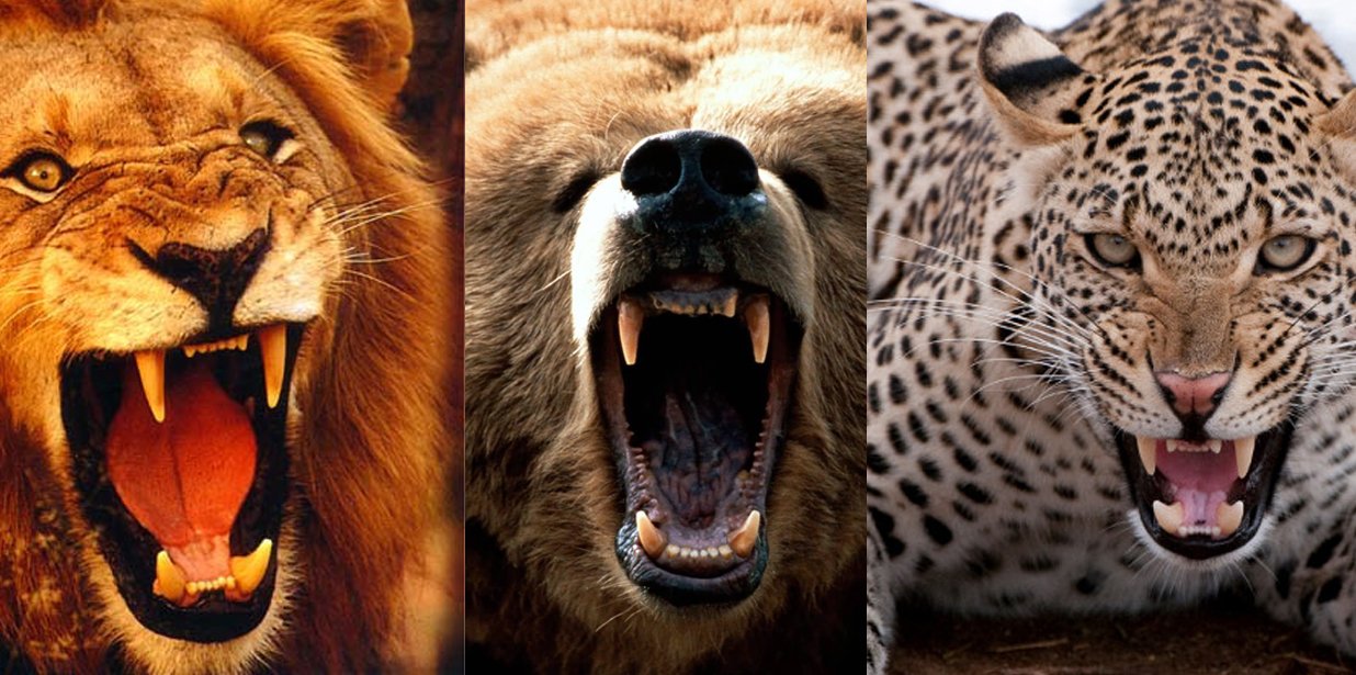 Кто победил лев или тигр. Тигр Лев волк леопард гепард. Тигра и леопарда. Лев и леопард. Лев и тигр.